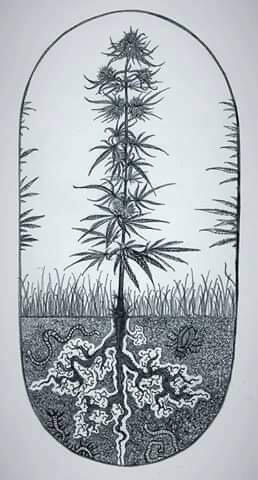 illustration for brightisle cbd