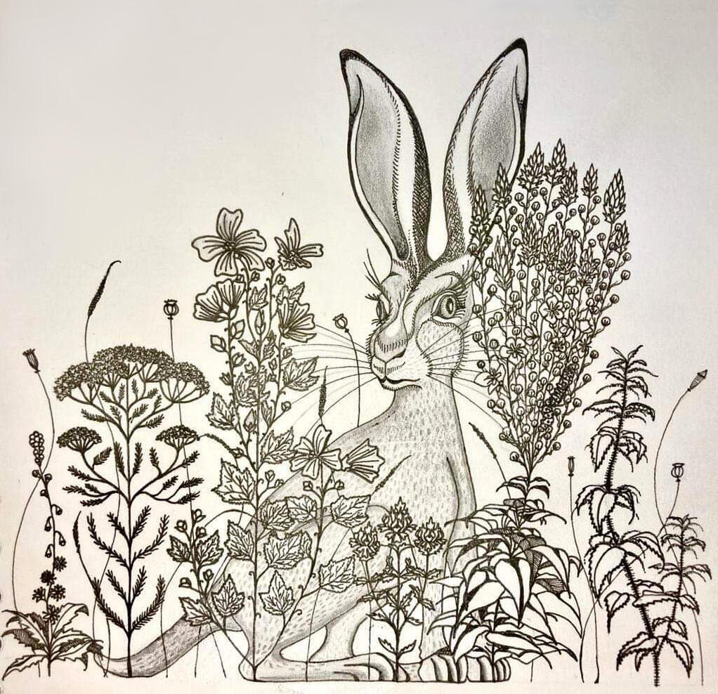 hare on hedge row, 2023