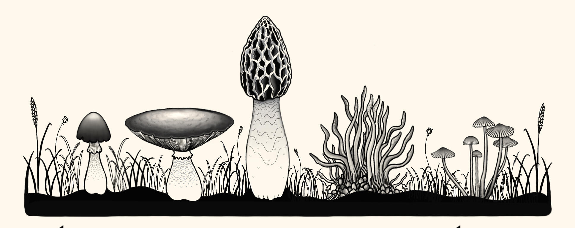 fungal border