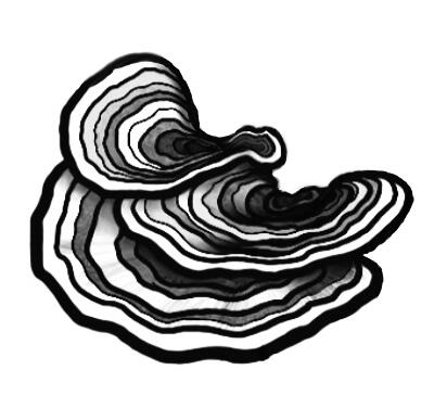 trametes versicolor