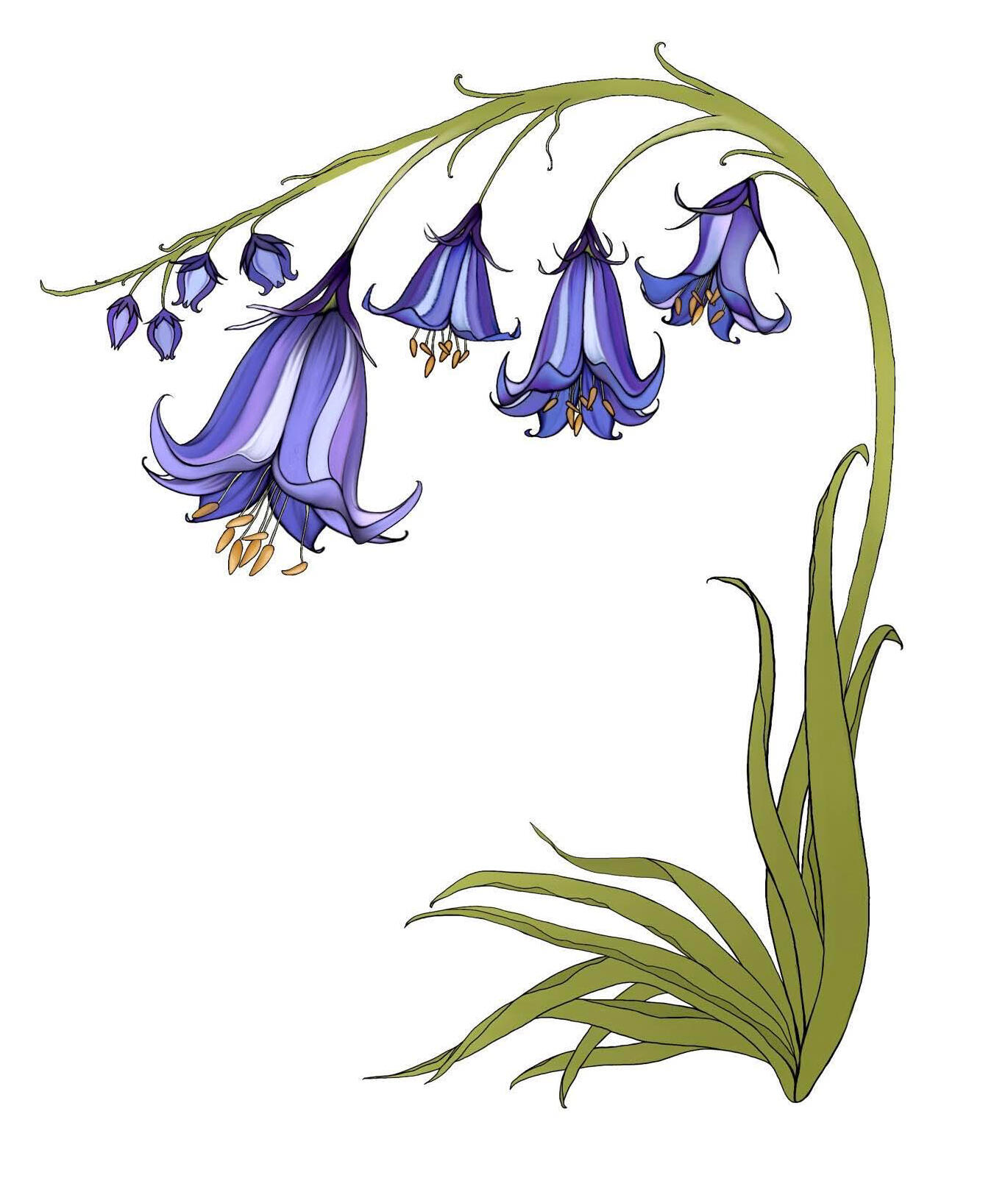 bluebells